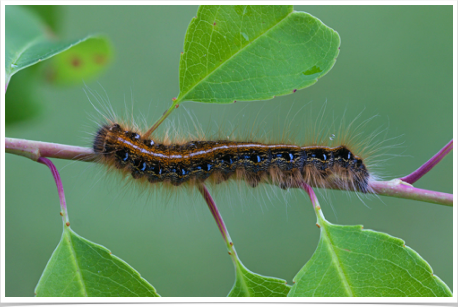 Malacosoma americanum
Eastern Tent Caterpillar
Bibb County, Alabama
